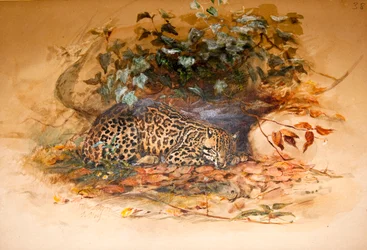 Ozelot, 1851-52